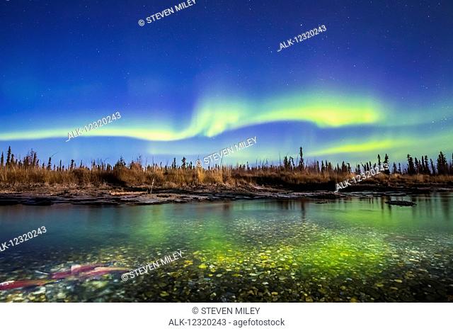 Spawning silver salmon swim beneath the aurora in a spring feeding Clearwater Lake in Delta Junction