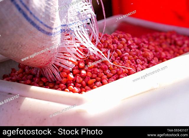 RUSSIA, NOVOSIBIRSK REGION - MAY 24, 2023: Maize seeds are loaded into a seed drill on a farm of the Zerno Sibiri agricultural firm in the village of...