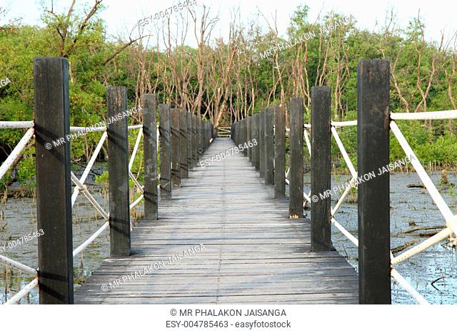Wooden bridge in mangrove forest