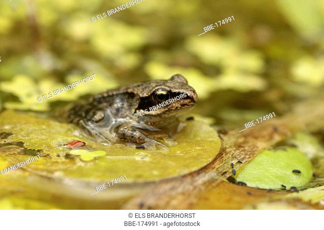 Common Brown Frog sitting on Frog's Bit