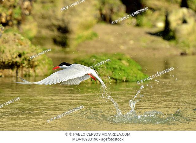 South American Tern - in flight fishing Peninsula Valdes, Chubut, Patagonia, Argentina, South America (Sterna hirundinacea)
