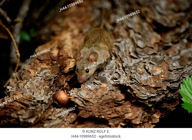 Yellow-necked mouse, Apodemus flavicollis