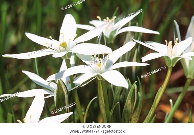 White Star of Bethlehem Ornithogalum collinum, blooming, Spain, Andalusia