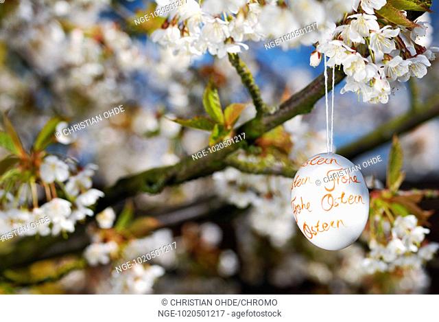 Easter egg and cherry blossom