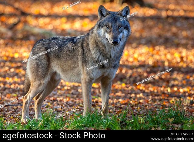 European wolf, Canis lupus