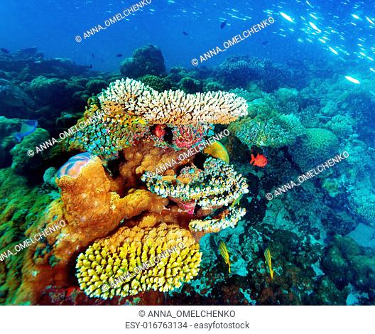 Beautiful marine life, amazing colorful coral garden and many little fishes, beauty of exotic nature, tropical vacation concept