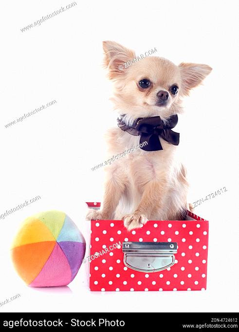 portrait of a cute purebred chihuahua in box in front of white background