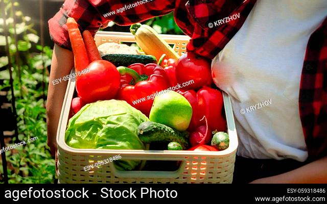 Closeup of woman carryoing box full of of ripe organic vegetables. Concept of small business and growing organic vegetables at backyard garden