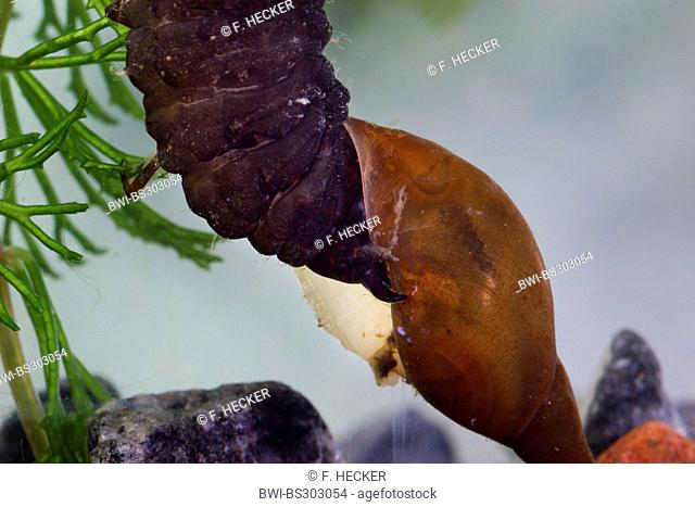 Black water beetle, Silver water beetle, Diving water beetle (Hydrous spec., Hydrophilus spec.), larva feeding on a water snail, Germany