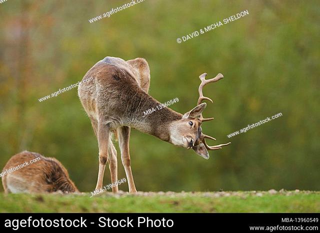 Fallow deer (Dama dama), meadow, standing, looking at camera