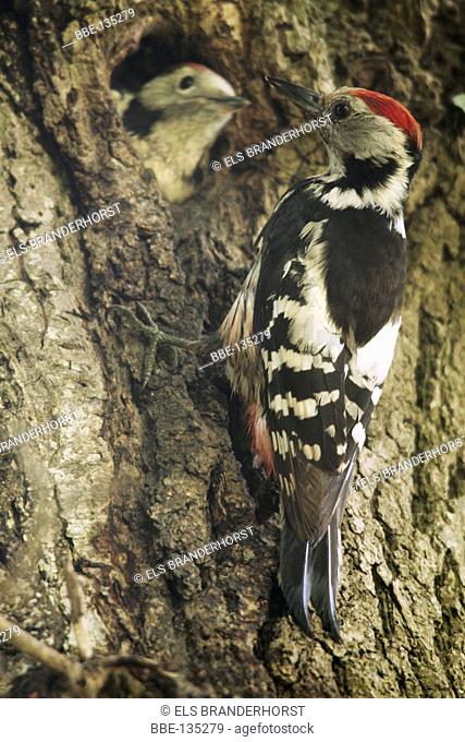 Middle Spotted Woodpecker, parent and juvenile in its nest in an old oak