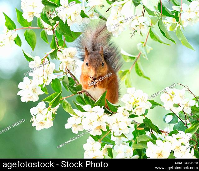Red squirrel stand with jasmine flowers