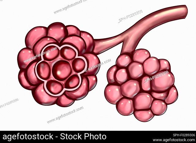 Computer illustration of an alveoli in human lungs. They are located at the end of respiratory bronchioles. Gas exchange occurs in each alveoli across the...