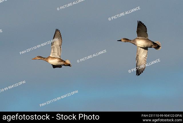 07 November 2023, Brandenburg, Trebbin: 07.11.2023, Trebbin. A male (r) and a female gadwall (Mareca strepera) fly in the sky above a pond in a nature reserve...
