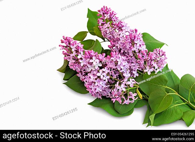 Beautiful lilac flowers among the green leaves. Presented close-up on white background