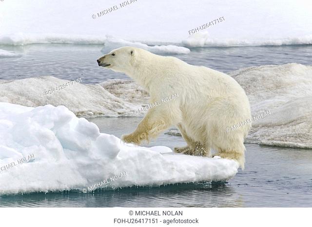 A young polar bear Ursus maritimus leaping from floe to floe on multi-year ice floes in the Barents Sea off the eastern coast of EdgeÏya Edge Island in the...
