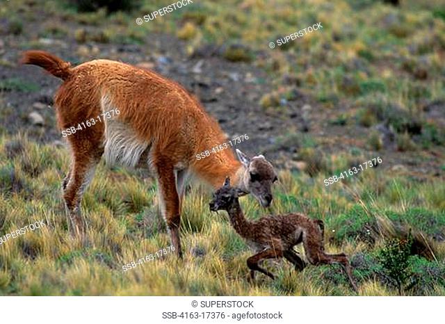 CHILE, TORRES DEL PAINE NAT'L PARK, GUANACOS, MOTHER W/NEWBORN, FIRST STEPS 30 MIN. AFTER BIRTH