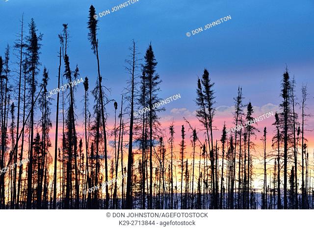 Sunset skies in an old forest fire, Wood Buffalo National Park, Alberta, Canada