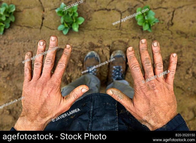 Dirty hands of farmer, Agricultural field, Calahorra, La Rioja, Spain, Europe