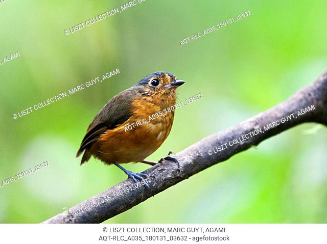 Slate-crowned Antpitta perched on a branch