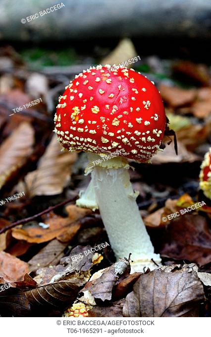 Fly agaric funghi (Amanita muscaria) on forest ground, autumn, Alsace, France