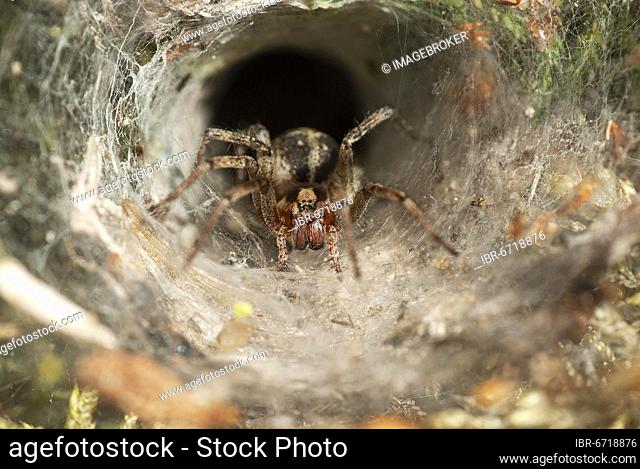 Common labyrinth spider (Agelena labyrinthica), Nordrein-Westfalen, Germany, Europe