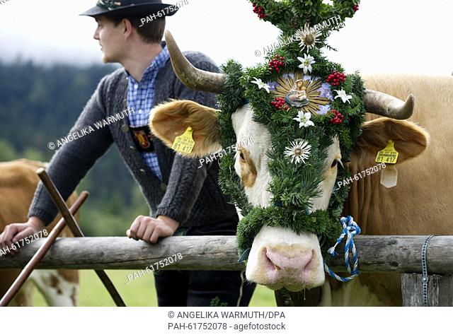A farmer next to a decorated cow during the traditional driving down of cattle from the mountain pastures in Kruen, Germany, 19 September 2015