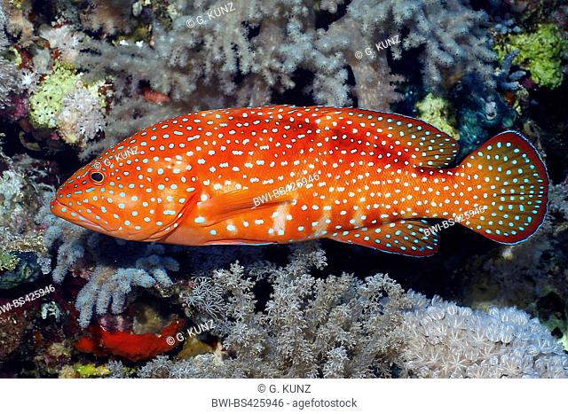 blue-spotted rockcod, coral trout, coral hind (Cephalopholis miniata), swimming in front of coral reef, Egypt, Red Sea