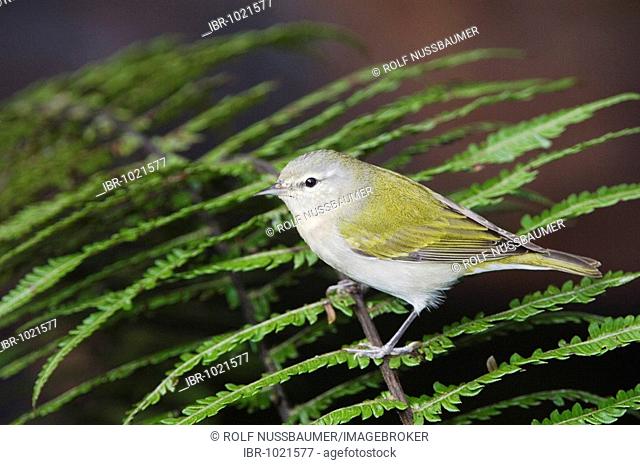 Tennessee Warbler (Vermivora peregrina), adult perched on fern, Central Valley, Costa Rica, Central America