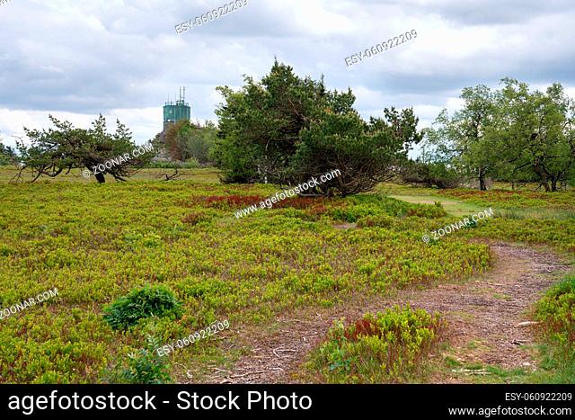 Panoramic image of the heath landscape on the peak of the Kahler Asten, most famous mountain of Sauerland region, Germany