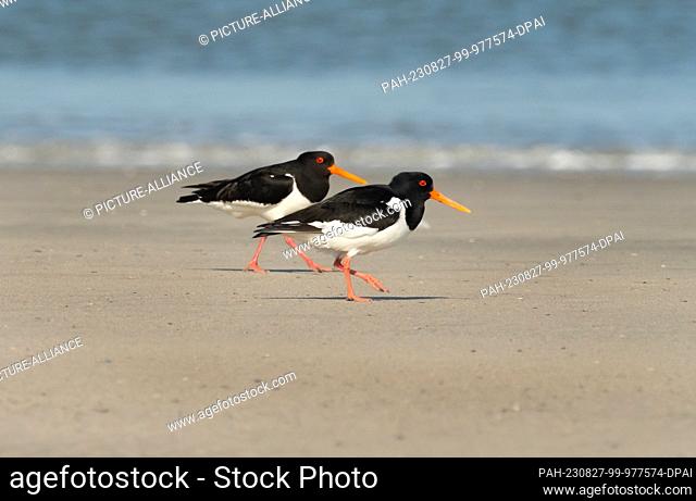 14 April 2023, Lower Saxony, Wangerooge: 14.04.2023, Wangerooge. Two oystercatchers (Haematopus ostralegus) walk side by side during their courtship display on...