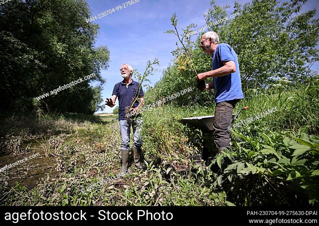 PRODUCTION - 31 May 2023, Hamburg: Martin Beckers (r), perennial gardener, and Gerwin Obst, Elbe Habitat Foundation, plant hemlock water fennel in a tideway on...