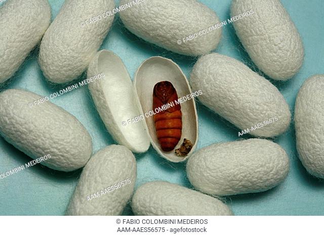 Brazil, Sao Paulo State, breeding of Silkworms (Bombyx mori) Cocoon