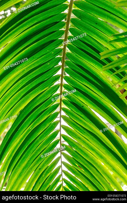 Palm leaves green background pattern