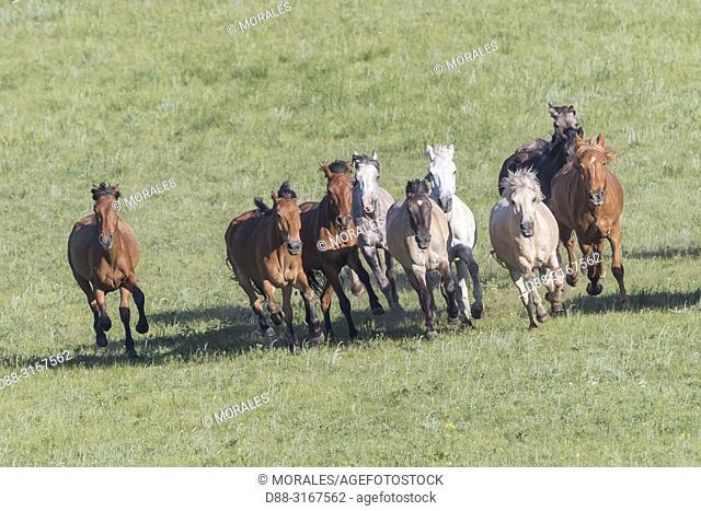 China, Inner Mongolia, Hebei Province, Zhangjiakou, Bashang Grassland, horses running in a group in the meadow