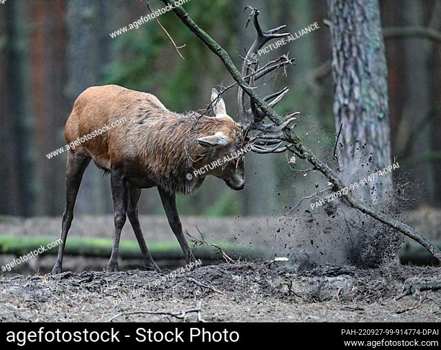 27 September 2022, Brandenburg, Groß Schönebeck: A red deer ready to mate throws a branch with its antlers through the enclosure in the Schorfheide Game Park