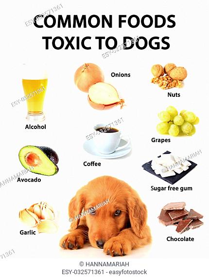 Chart of toxic foods for dogs, Stock Photo, Picture And Low Budget Royalty  Free Image. Pic. ESY-032571361 | agefotostock