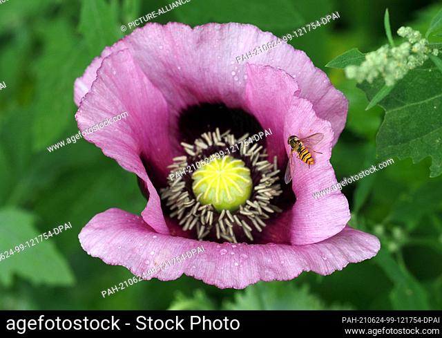 22 June 2021, Brandenburg, Mühlenbecker Land/Ot Mühlenbeck: A hoverfly crawls on the rain-soaked blossom of a purple poppy