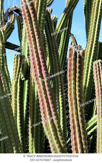 Close up of a Xoconostle Cactus in the desert of Arizona, USA