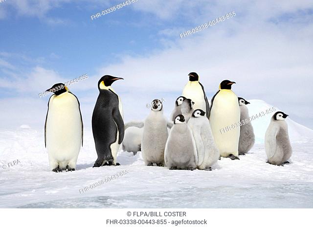 Emperor Penguin Aptenodytes forsteri four adults with group of chicks, standing on ice, Snow Hill Island, Weddell Sea, Antarctica