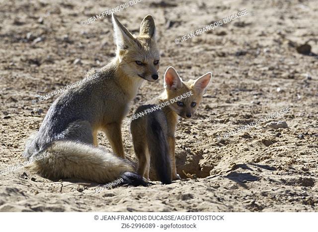 Cape foxes (Vulpes chama), mother and cub at burrow entrance, morning light, Kgalagadi Transfrontier Park, Northern Cape, South Africa, Africa