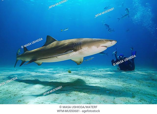 Lemon Shark with Diver, Negaprion brevirostris, Atlantic Ocean, Bahamas