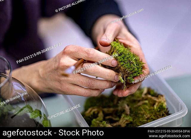 PRODUCTION - 30 November 2023, Berlin: Aurelie Morgen, owner of Petite Jungle, prepares moss for a bottle garden in her workshop