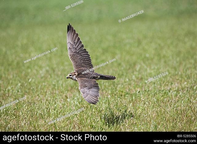 Saker falcon (falco cherrug) FALCON, adult IN FLIGHT