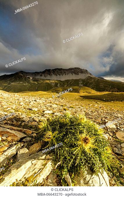 Thistle flowers and rocky peaks framed by clouds at sunrise Braulio Valley Stelvio Pass Valtellina Lombardy Italy Europe