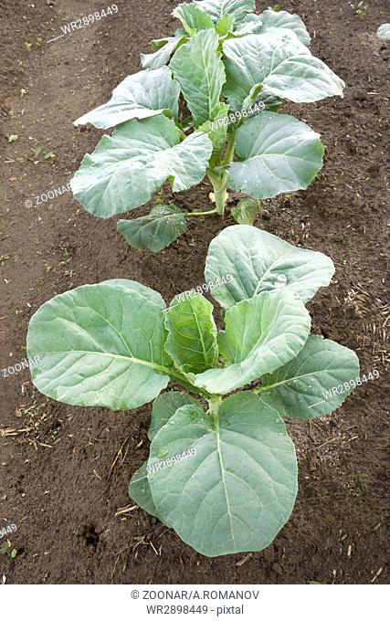Young plants of cabbage