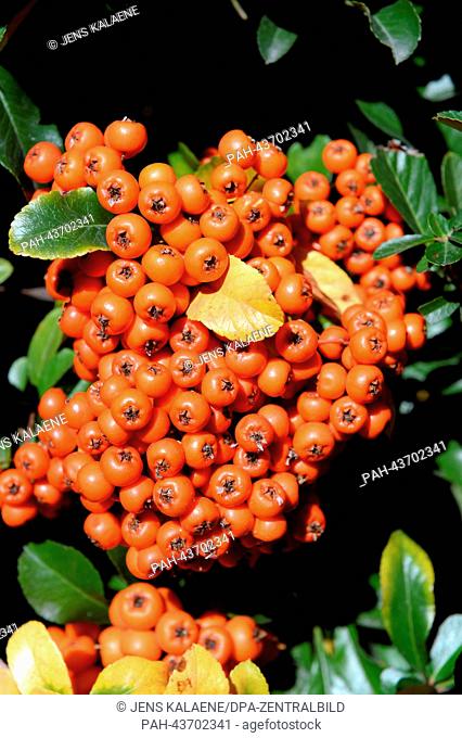 Orange covered firethorns (Pyracantha) with green and a few yellow leaves in Pitesti, Romania, 21 October 2013. Photo: JENS KALAENE | usage worldwide