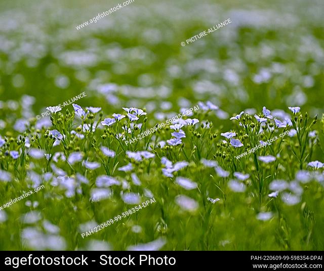 08 June 2022, Brandenburg, Leibchel: Flax (oil flax) blooms in a field near the Spreewald. Flax, from which the millers press the ""Spreewald linseed oil""