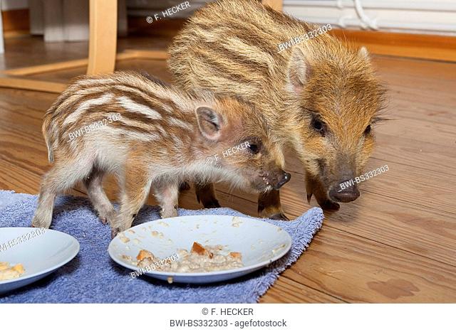 wild boar, pig, wild boar (Sus scrofa), orphaned tame runts living in a house and feeding rusk from a plate, Germany