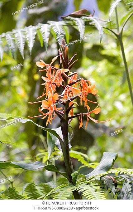 Ginger Hedychium sp in flower, Delei Valley, Mishmi Hills, Arunachal Pradesh, Northeast India